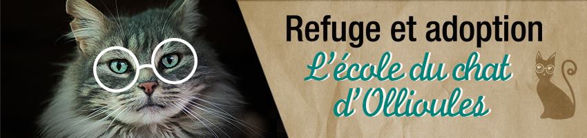 chat la seyne sur mer